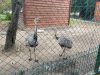 Curiozități despre păsările Emu și Nandu