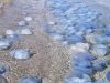 Invazie de meduze pe plajele litoralului românesc