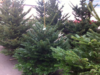 Romsilva oferă la vânzare peste 40 de mii de Pomi de Crăciun