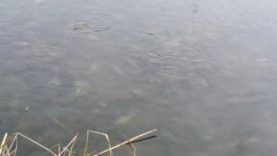 Fenomen ciudat pe lacul Siutghiol
